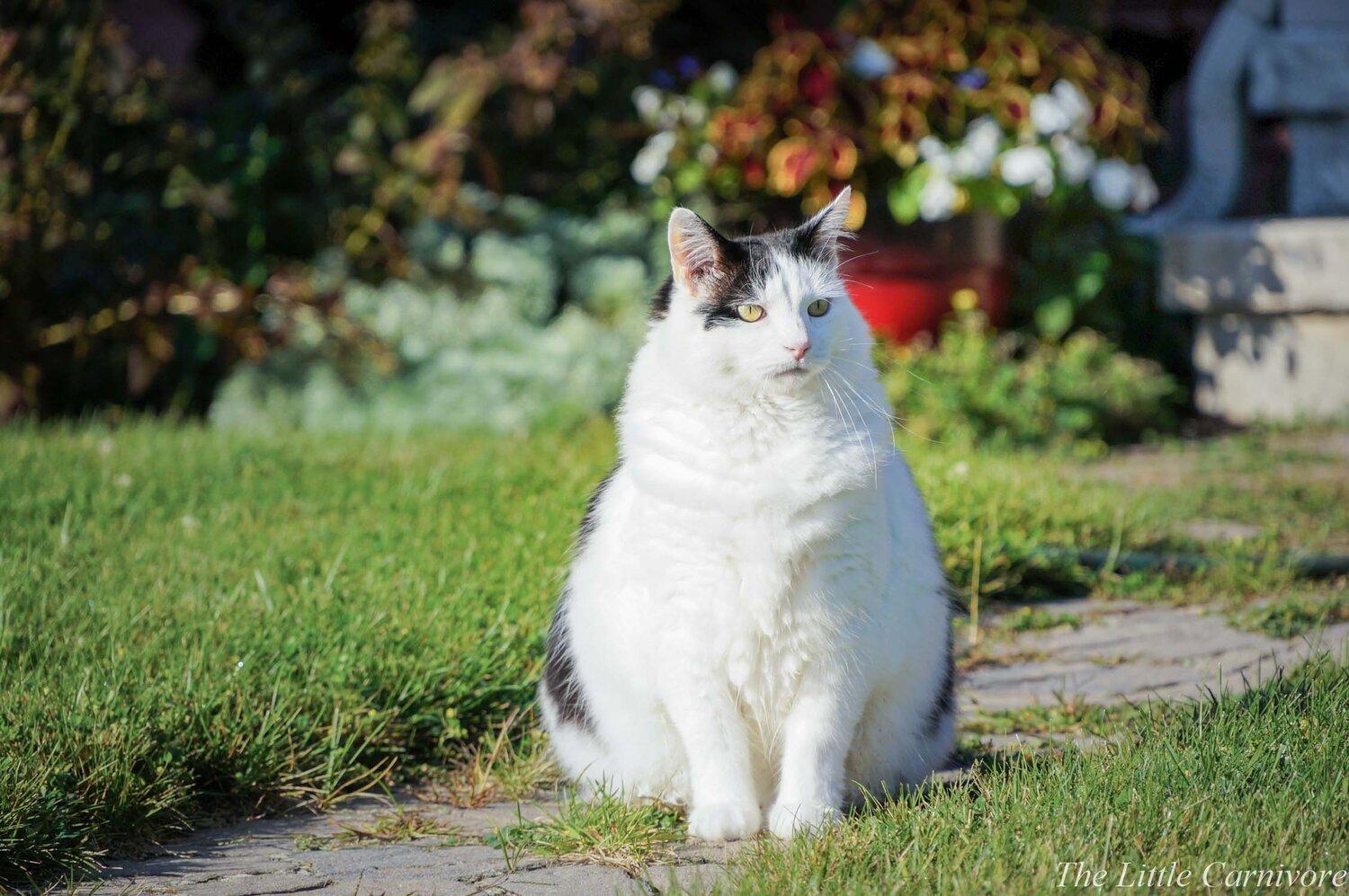 Is your cat obese? 