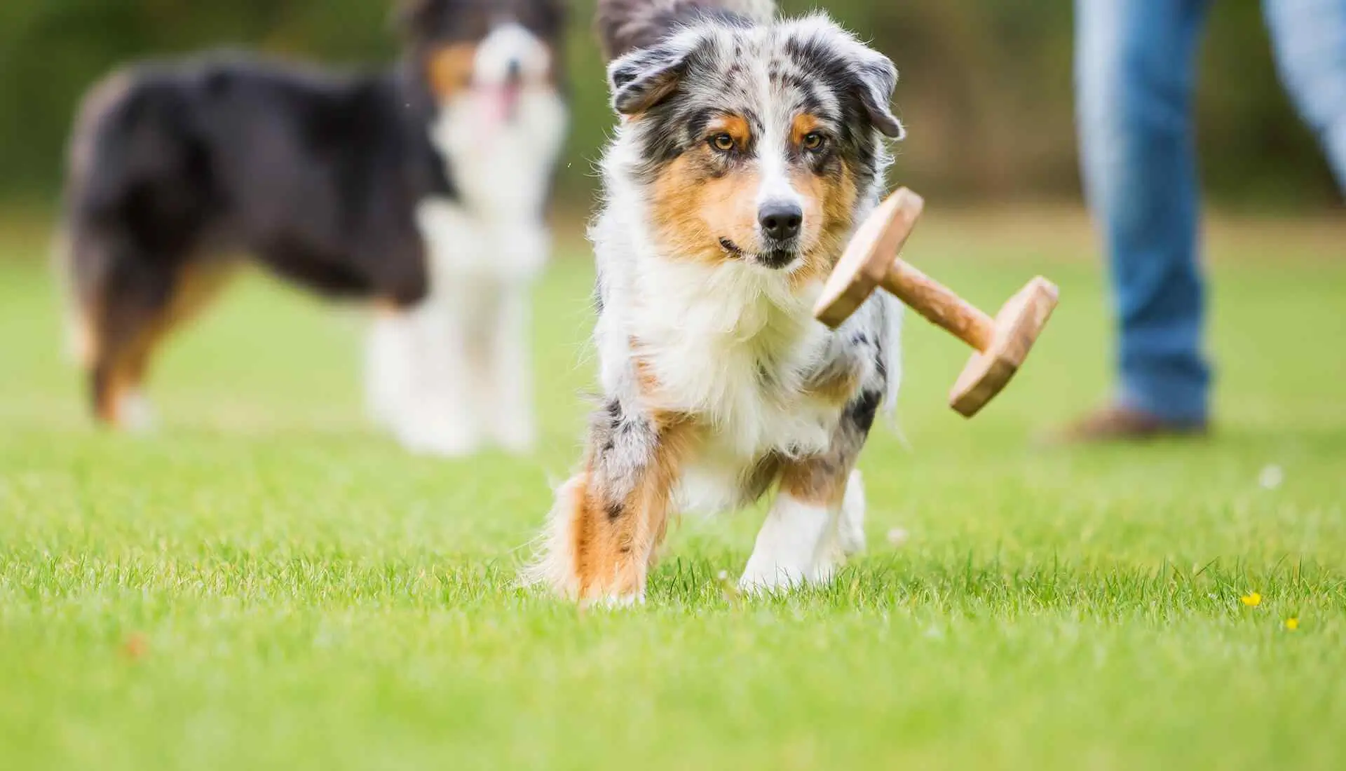 A clever dog helps maintain the cleanliness of her town by collecting litter left by humans and disposing of it. 0hh