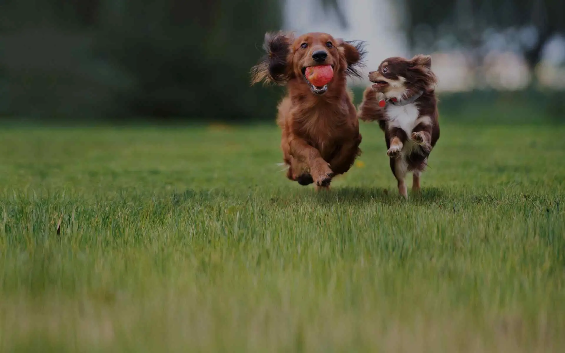 A brave dog jumps into the river and returns with a puppy carried away by the current. 0hh