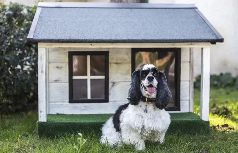 Designing a Dog-Friendly Home: 10 Essential Tips for New Dog Owners