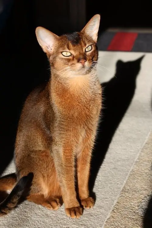 Abyssinian Cats