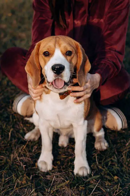 Breed: Beagle