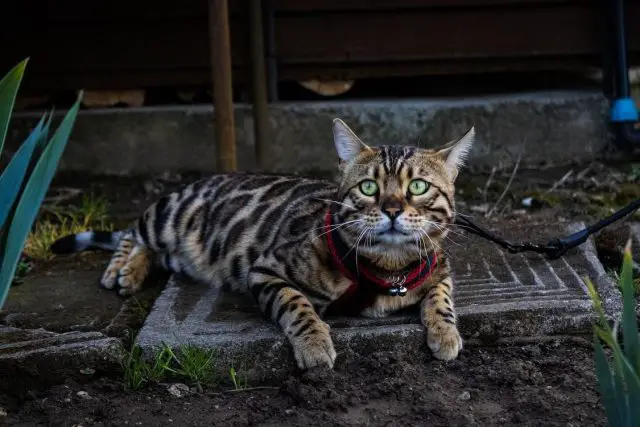 Breed: Bengal Cats