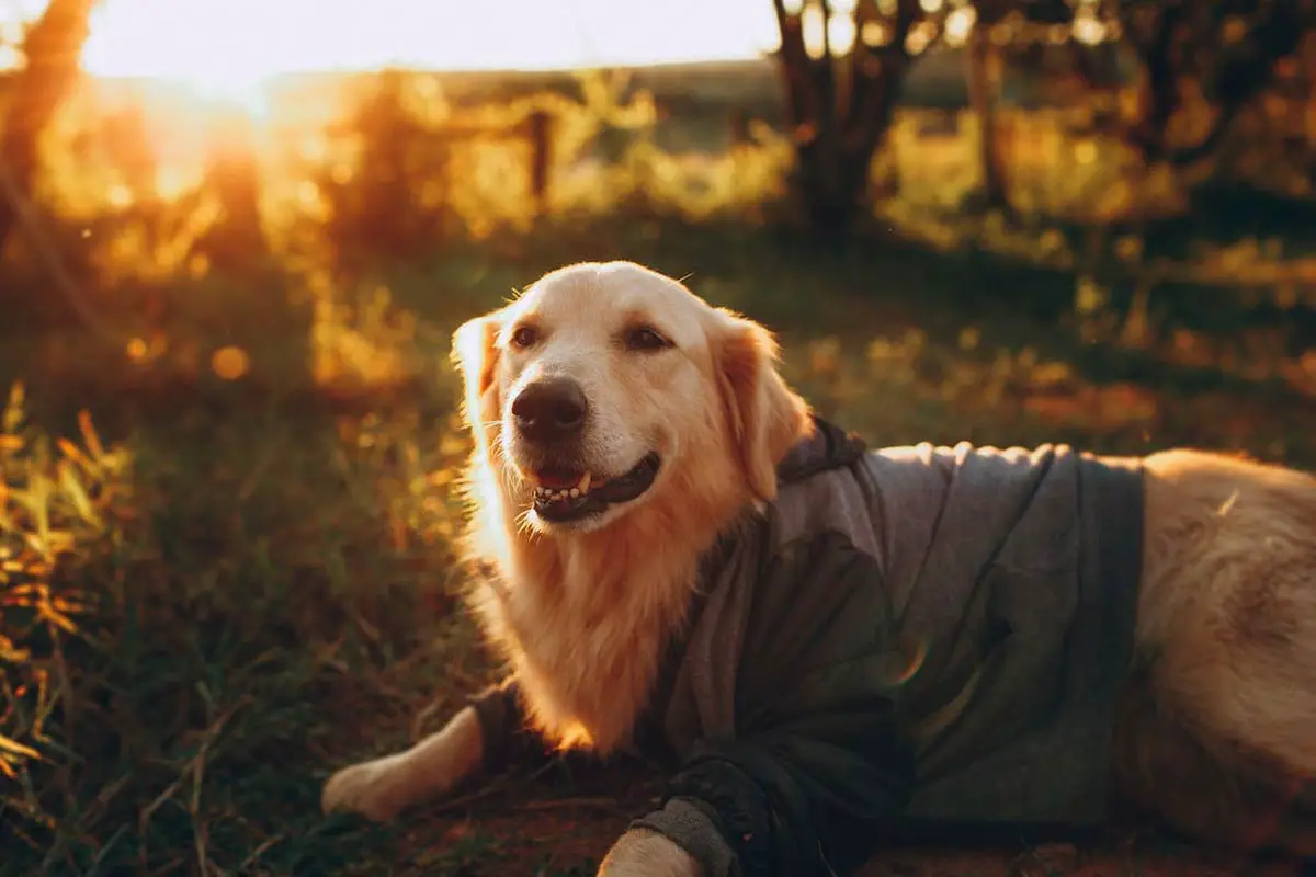 Breed:  Labrador Retriever