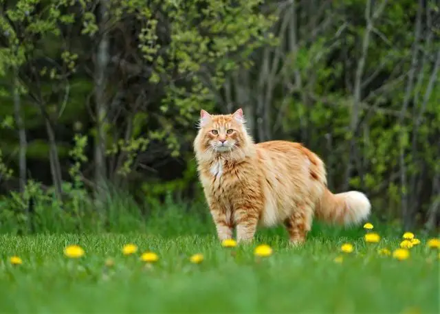 Maine Coon Cats