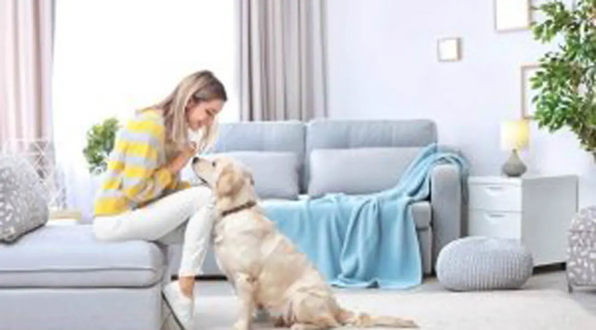 10 Simple and Effective Tips for Eliminating Pet Odors at Home