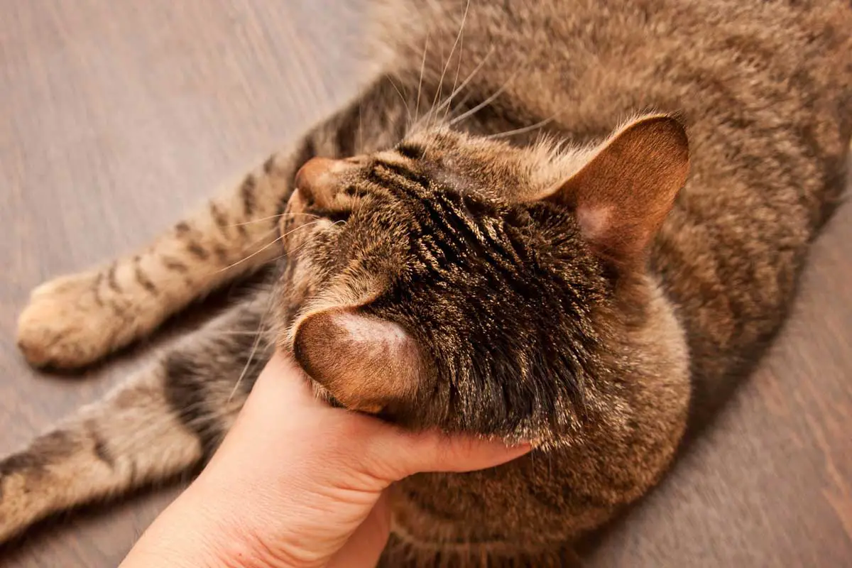 Cat Diseases: Ringworm in Cats (Signs, Treatment & Prevention)