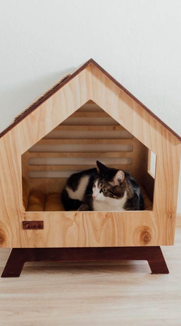 Designing a Cat-Friendly Home