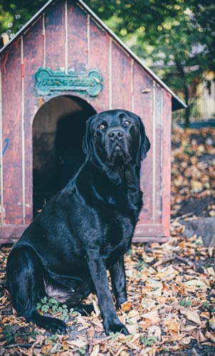 Dog-Friendly Home