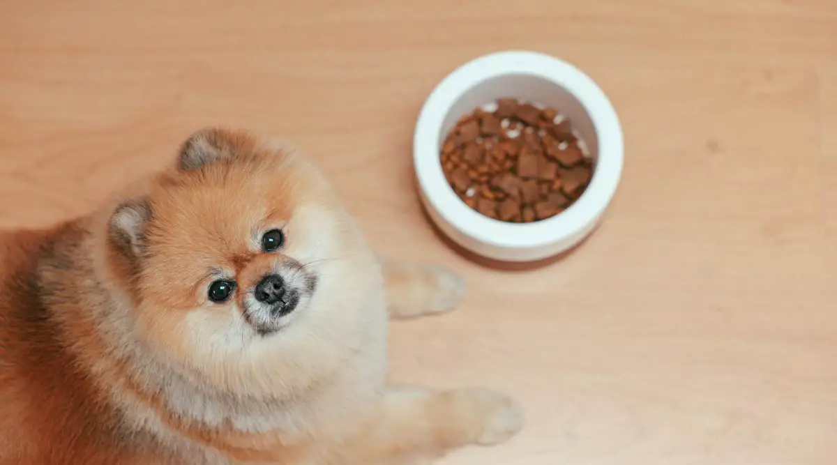 Understanding About the Importance of a Balanced Diet for Dogs