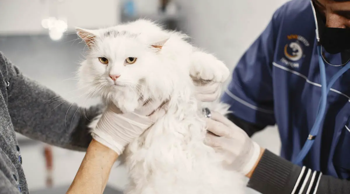 Take Cat or Kitten to the Vet – Everything you need to Know