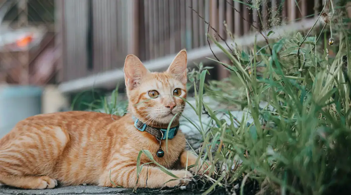 Following 5 Steps for Training Your Cat or Kitten to Use the Litter Box