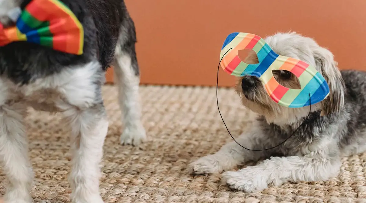 Top 10 Essential Accessories & Toys for Your Dogs!