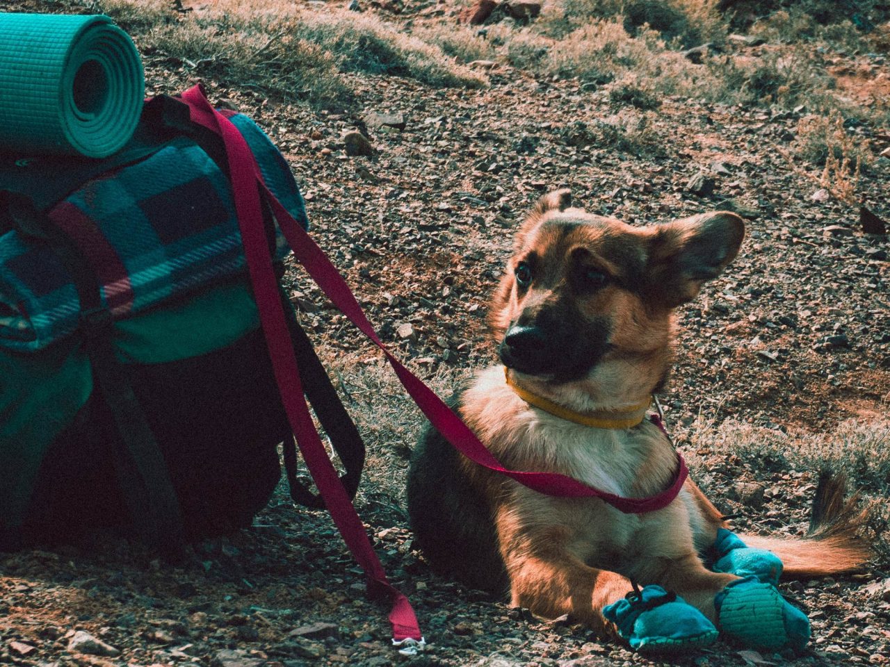 Tips for Traveling with Pet