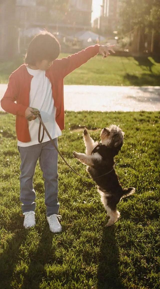 Socialization Training for Dogs & Puppies 