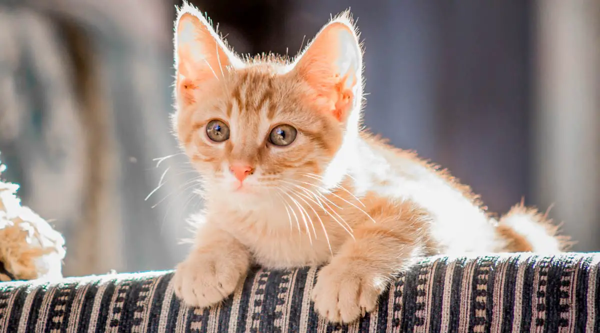 Choosing Cats Or Kittens: 10 Tips for The New Owners