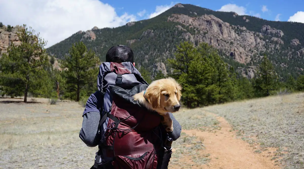 Tips for Traveling with Your Pet In The First Time