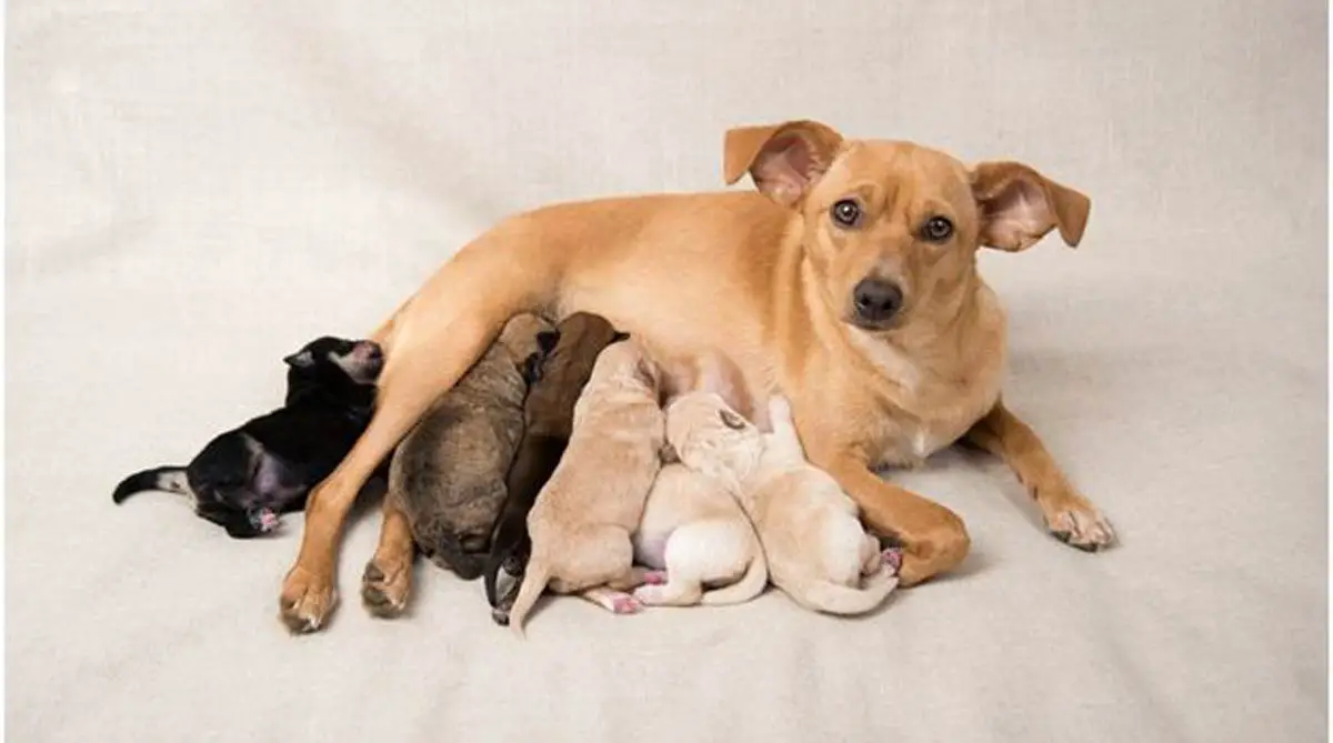 Dog Pregnancy: Signs, Stages, and Care