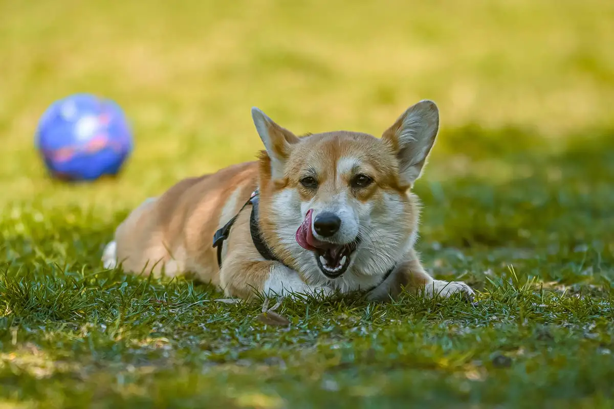 Excessive Licking Dog Behavior