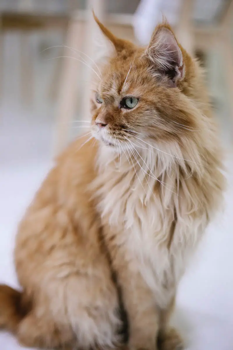 Adopt or Buy a Maine Coon