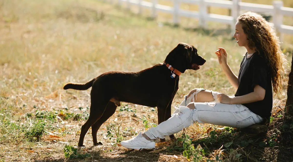 Retriever Labrador Care