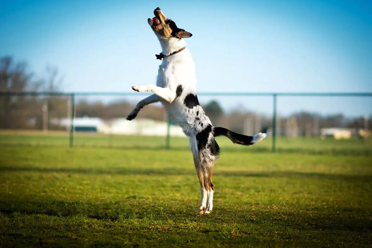 Jumping Up - Dog Behavior - Causes & Solutions