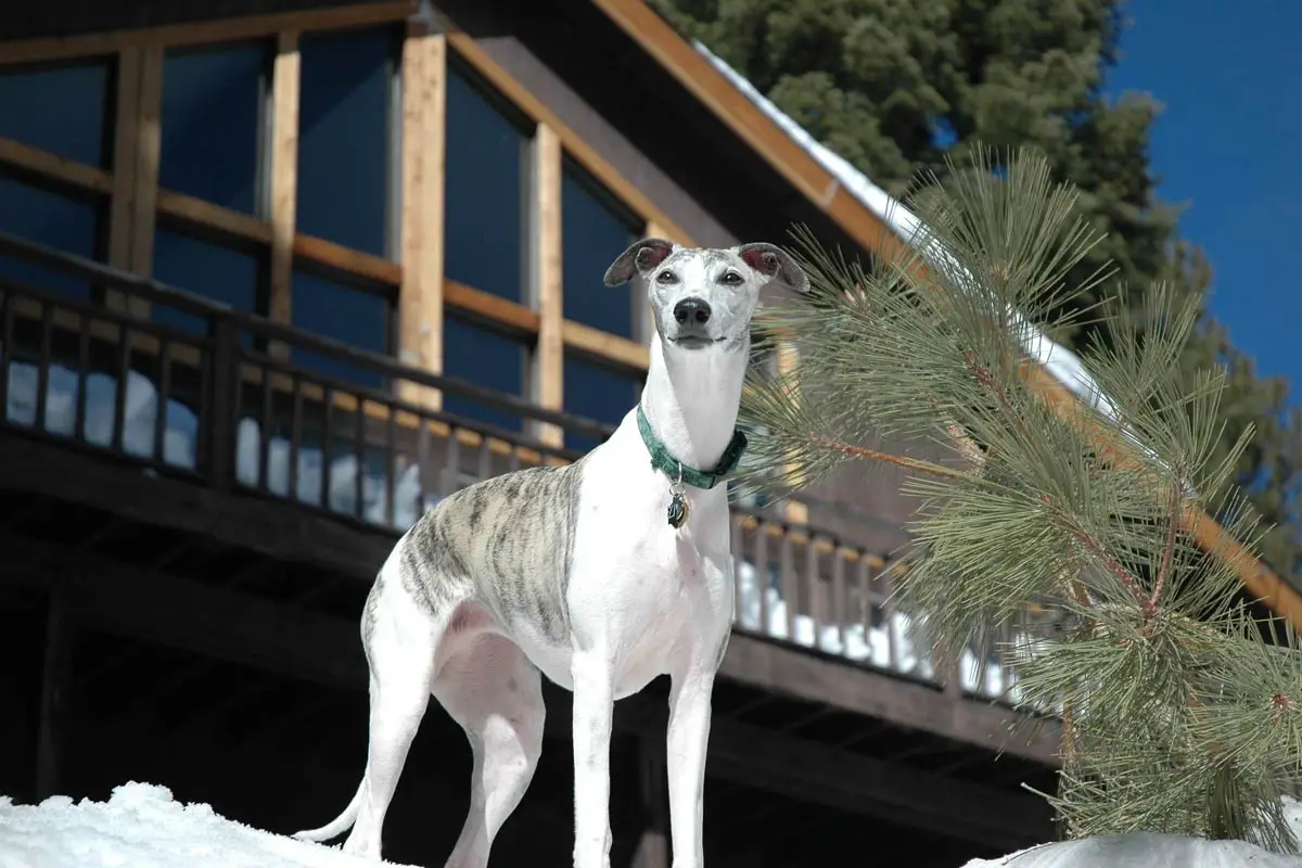 Greyhound Dog Breed: Main Characteristics & Care Guide