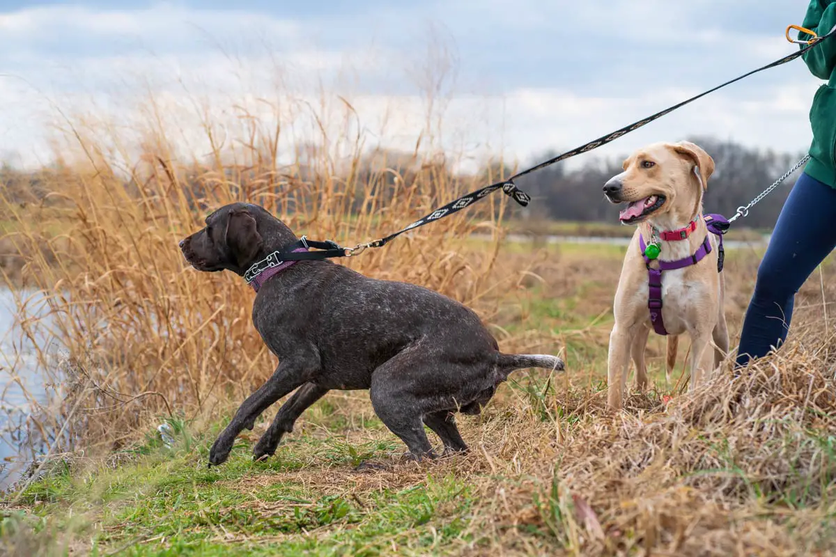 Leash Pulling - Dog Behavior