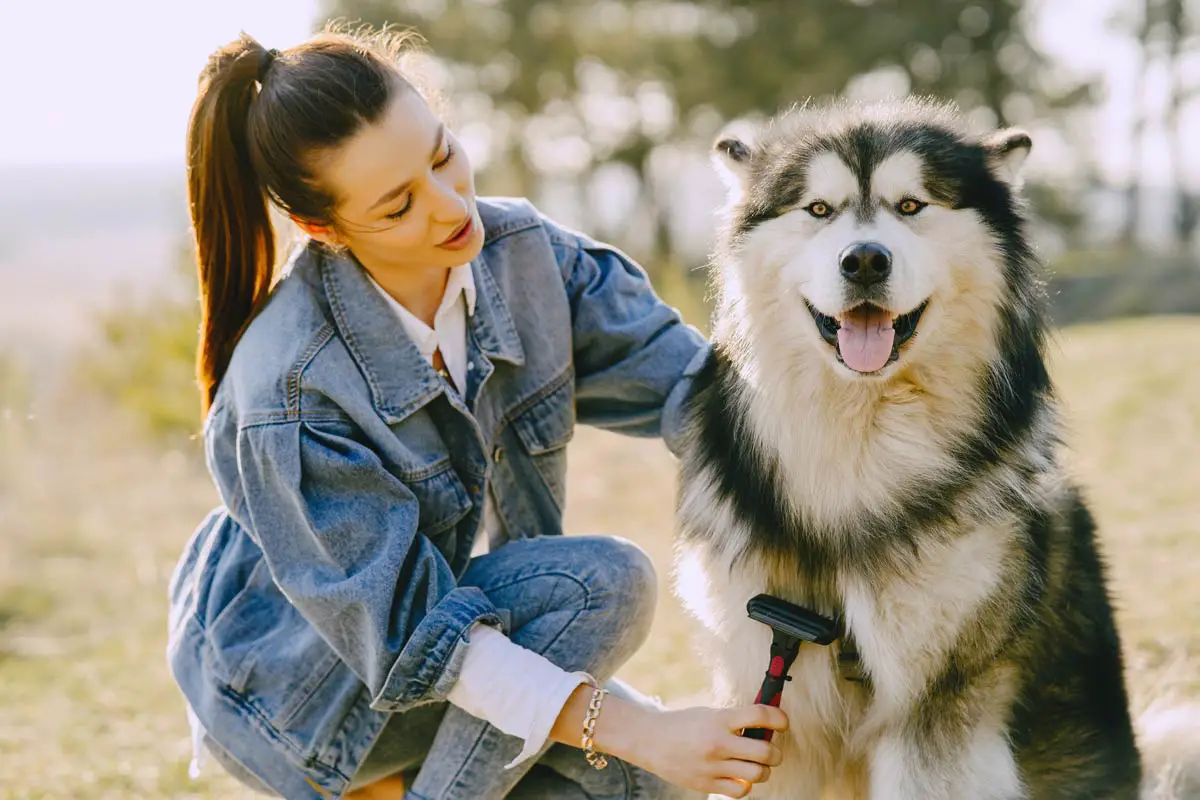 Brushing Dog at Home