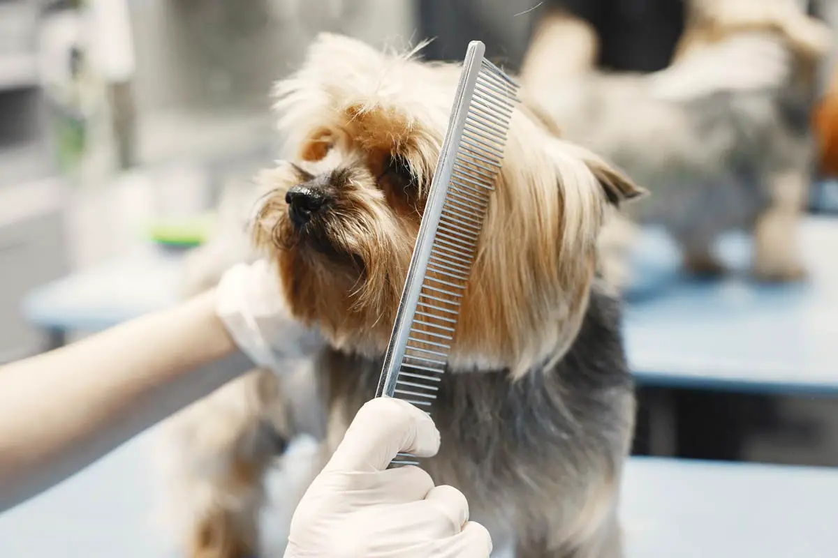 Tips for Grooming Dogs at Home