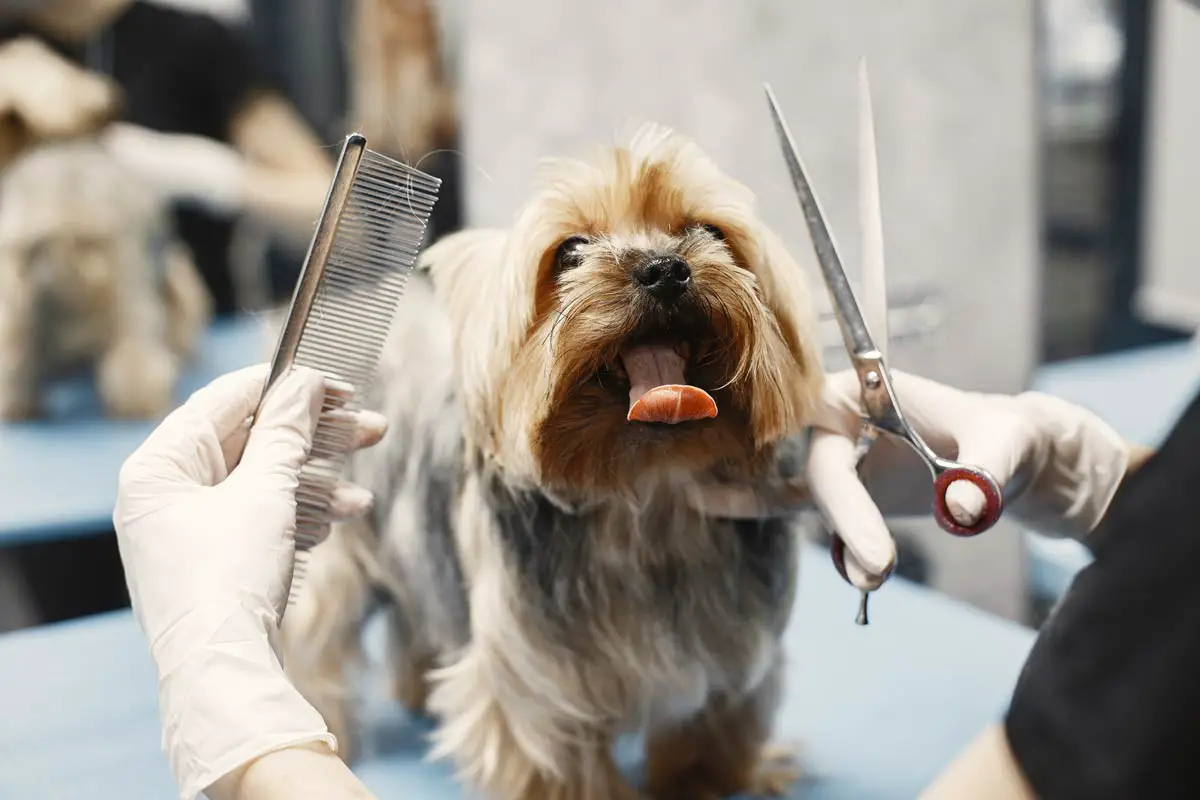 Haircuts Dog at Home