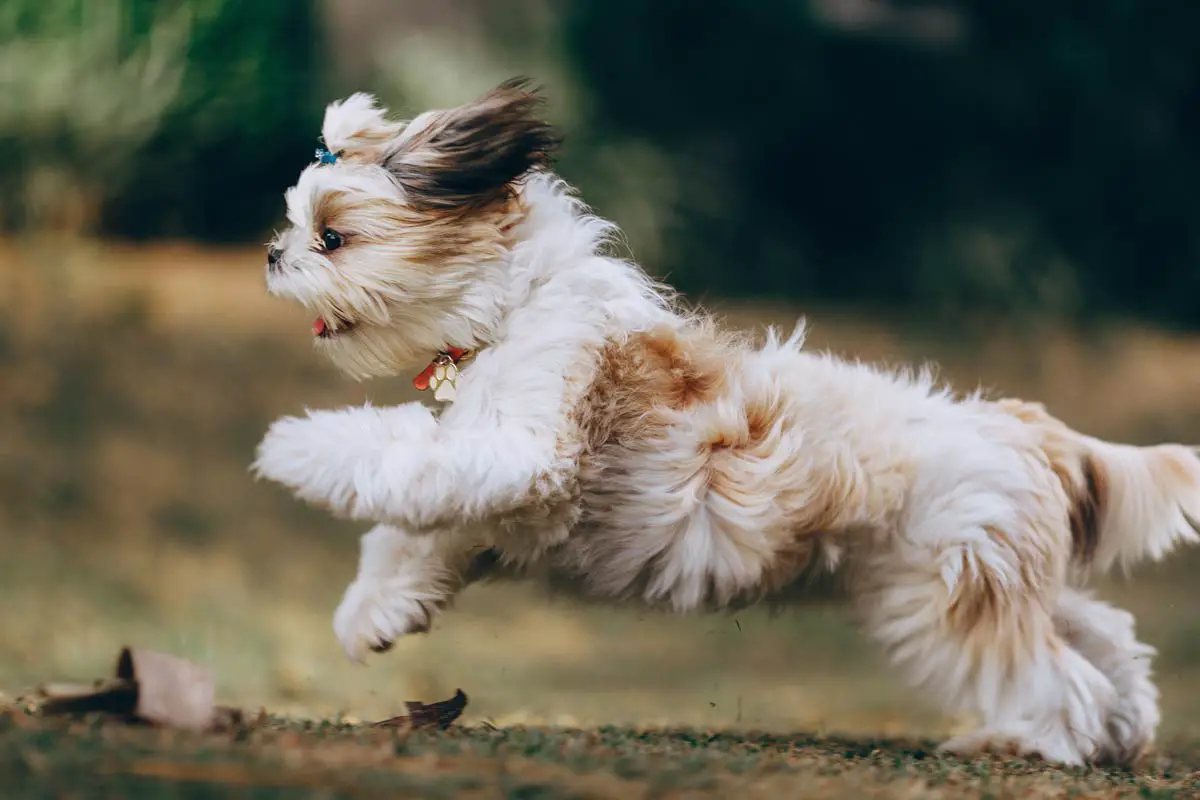 Shih Tzu Training & Exercises