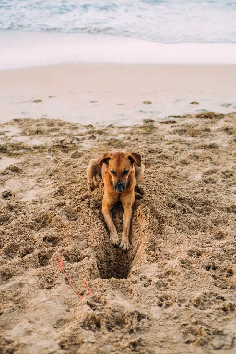 Digging - Common Dog Behavior