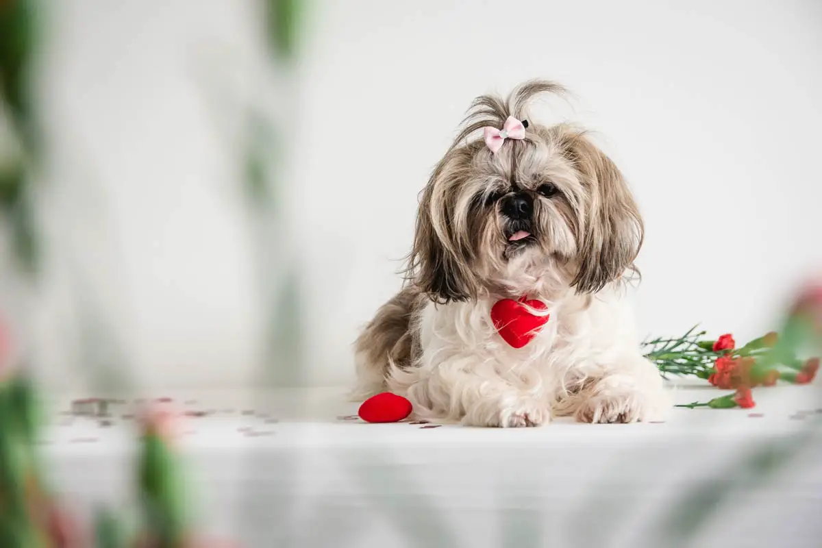 Shih Tzu Dog Breed: Main Characteristics & Care Guide