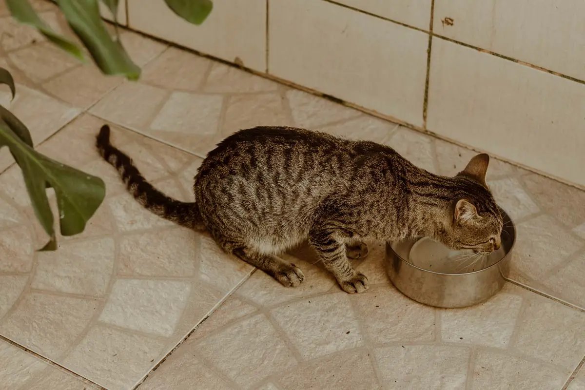 Tips for Encouraging Your Cat to Drink Water