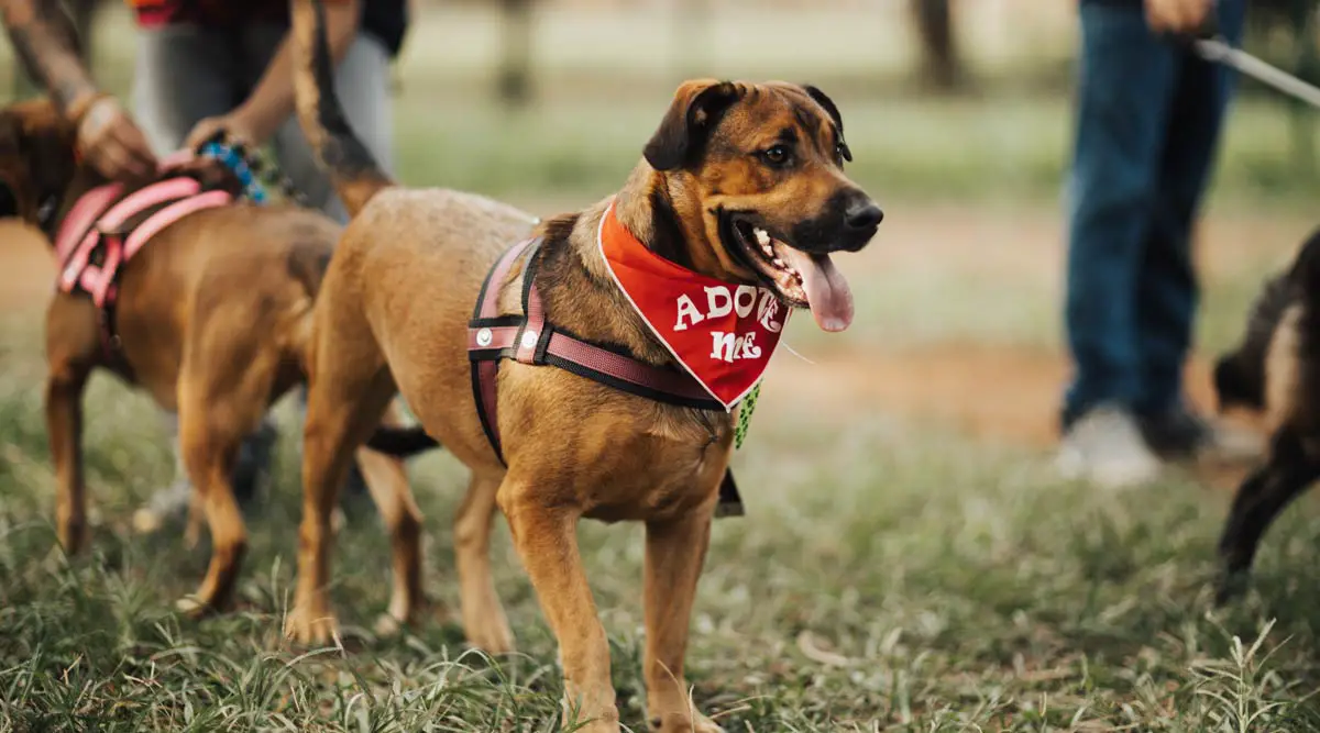 Cane Corso Dog Breed: Main Characteristics & Care Guide