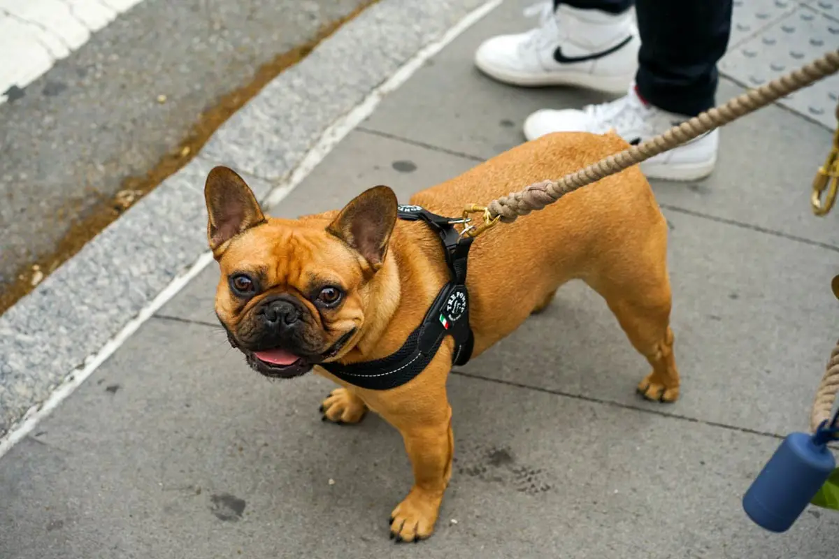 French Bulldog (Frenchies) Dog Breed: Main Characteristics & Care Guide