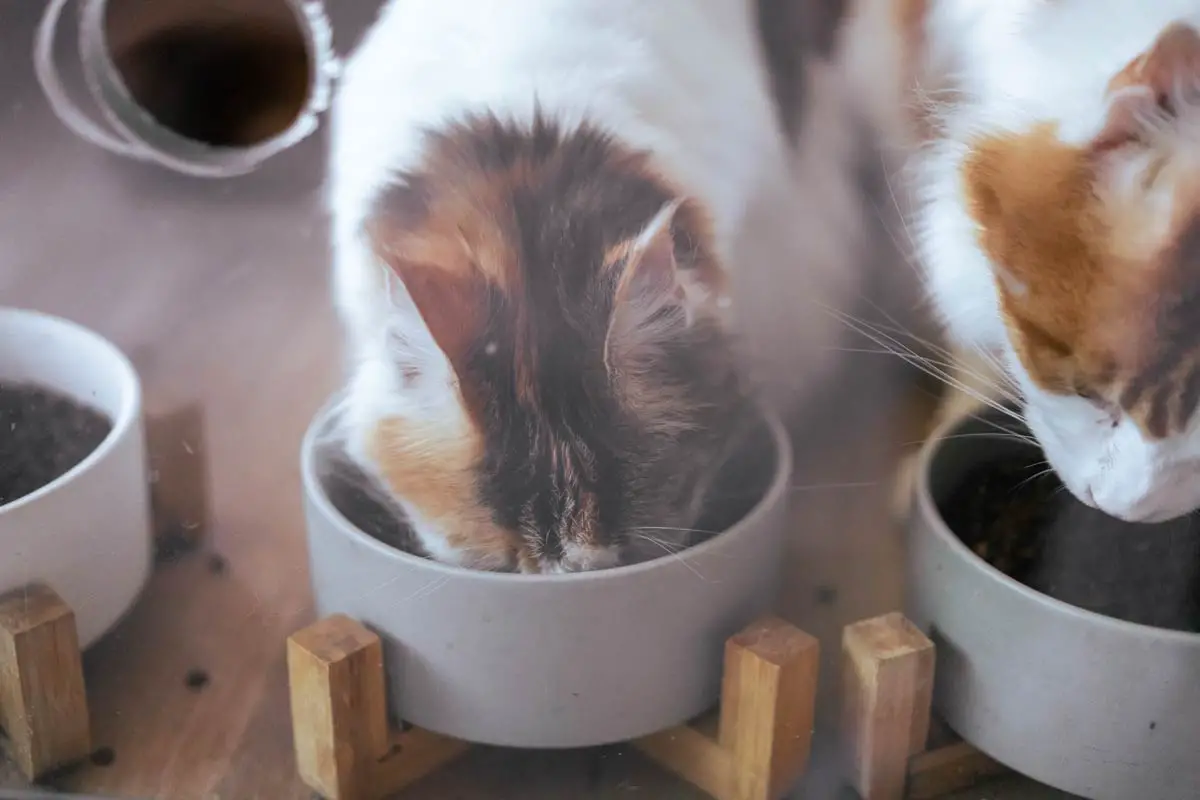 Wet Food vs. Dry Food: Which Is Better for Cat Diet