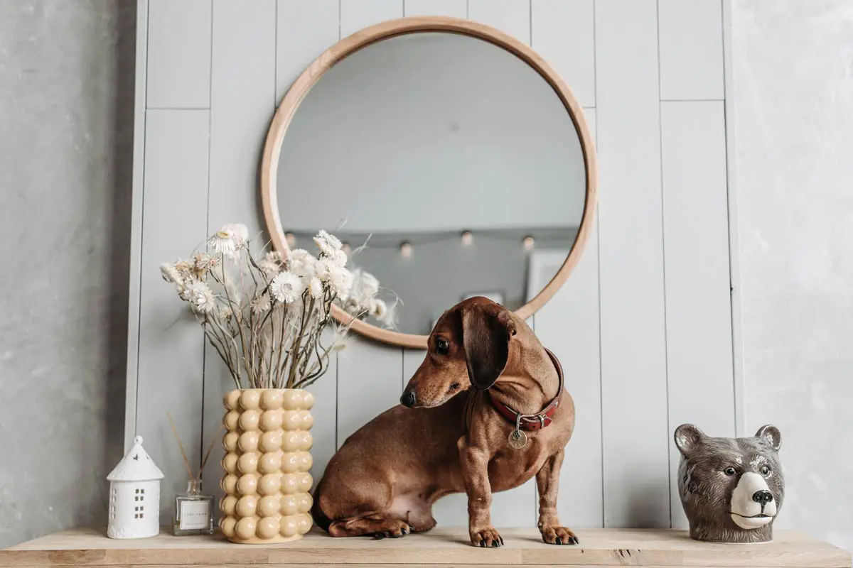 Dachshund (Doxie) Dog Breed: Main Characteristics & Care Guide