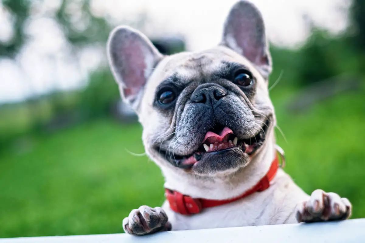 French Bulldog (Frenchies) Dog Breed: Main Characteristics & Care Guide