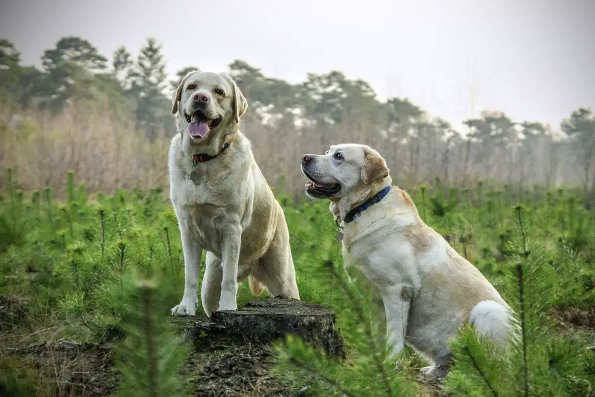 How To Understand Dog Body Language