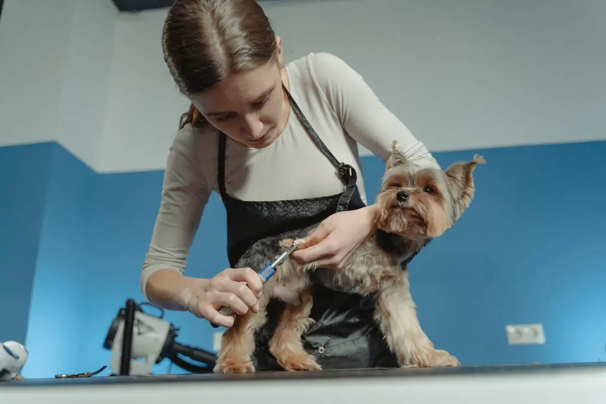 Dog Grooming: How to Groom Dog at Home