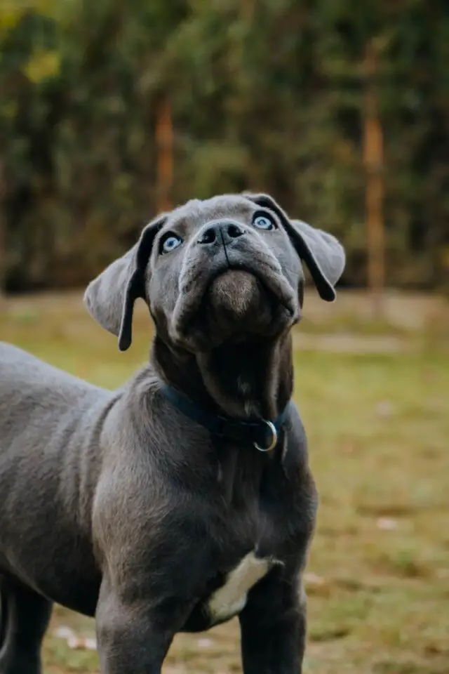 Cane Corso Dog Breed