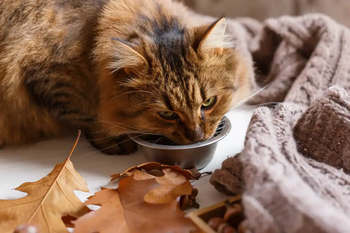 Water for Cat: The Importance of Proper Hydration and Tips for Encouraging Your Cat to Drink