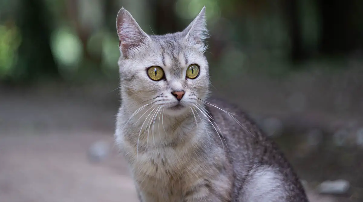 Burmilla Cat Breed: Main Characteristics & Care Guide