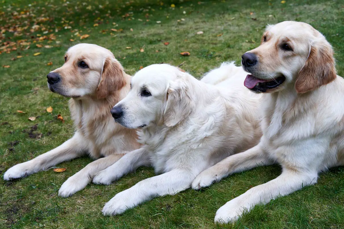 Golden Retrievers