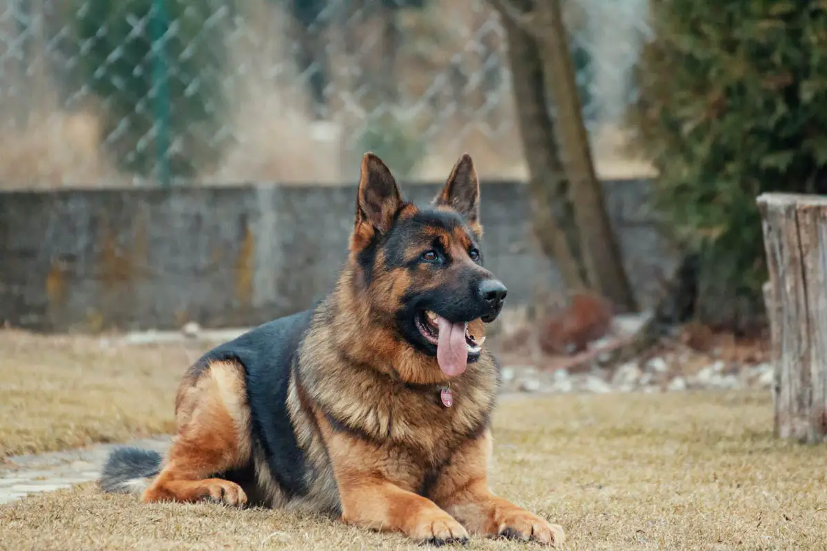 Adopt or Buy a German Shepherd