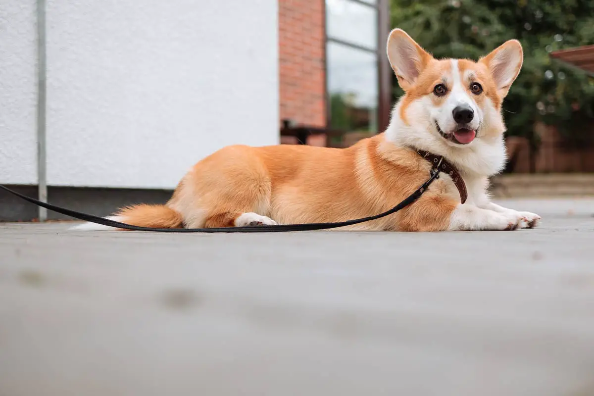 Pembroke Welsh Corgi 