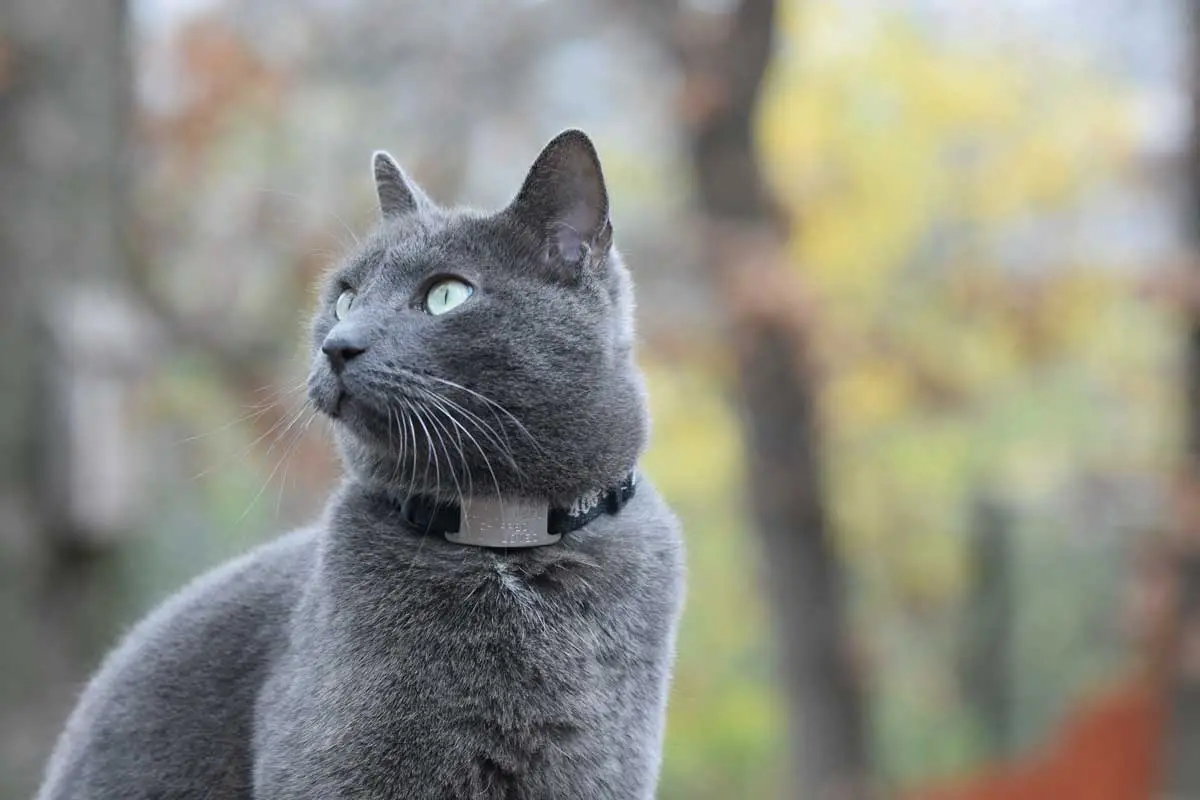 Russian Blue