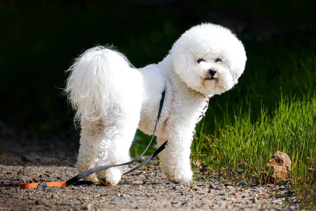 Bichon Frisé Dog Breed